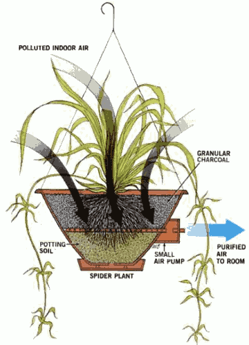 Очистка воздуха подвесными растениями