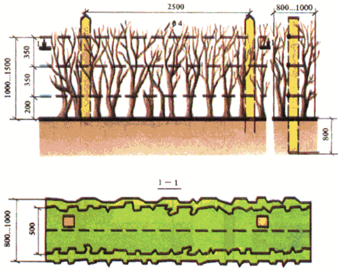 Схема посадки живой изгороди
