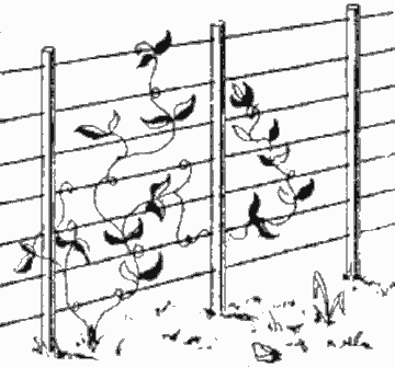 Трельяжная стенка-перегородка из металлических столбов и проволоки